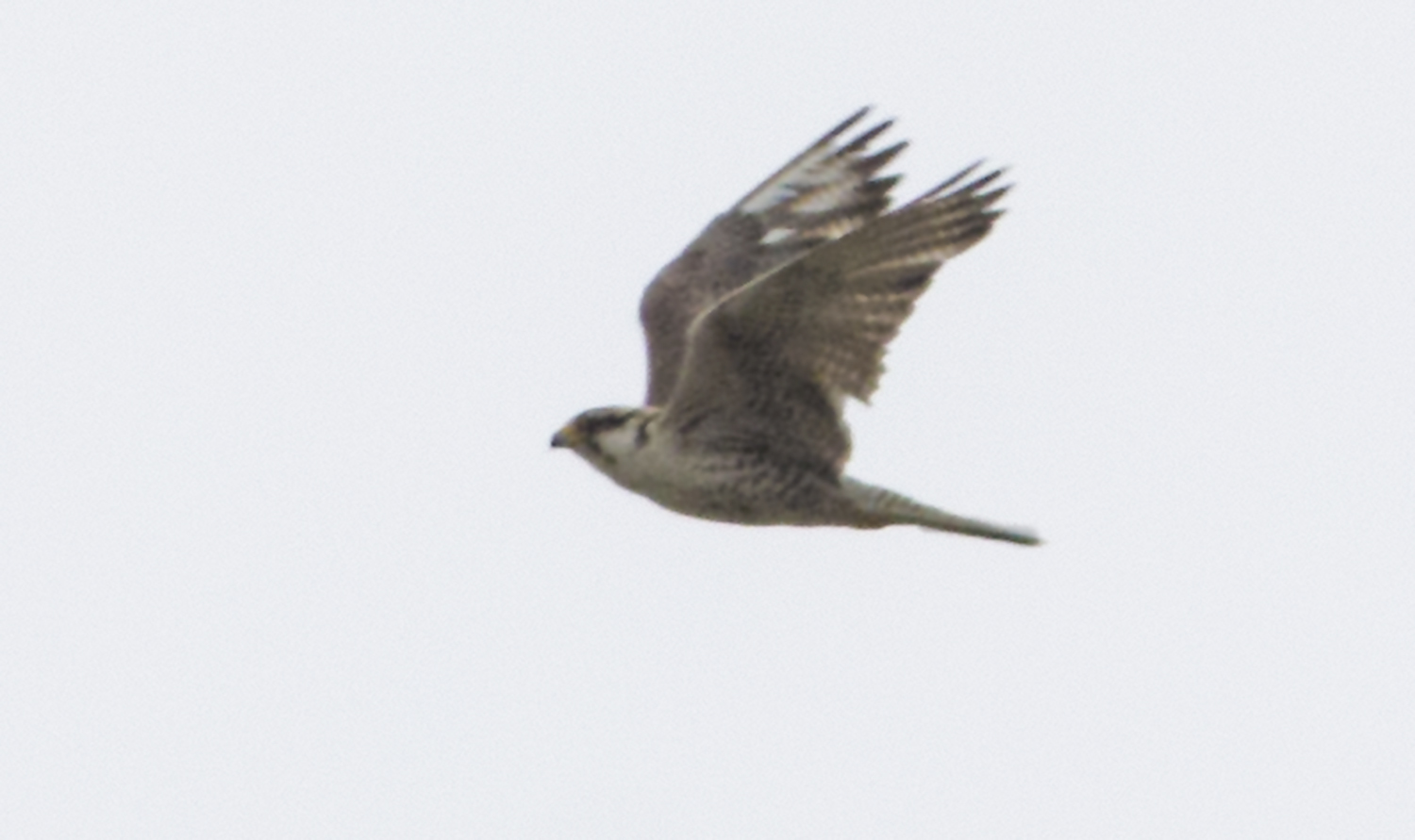 Lanner Falcon